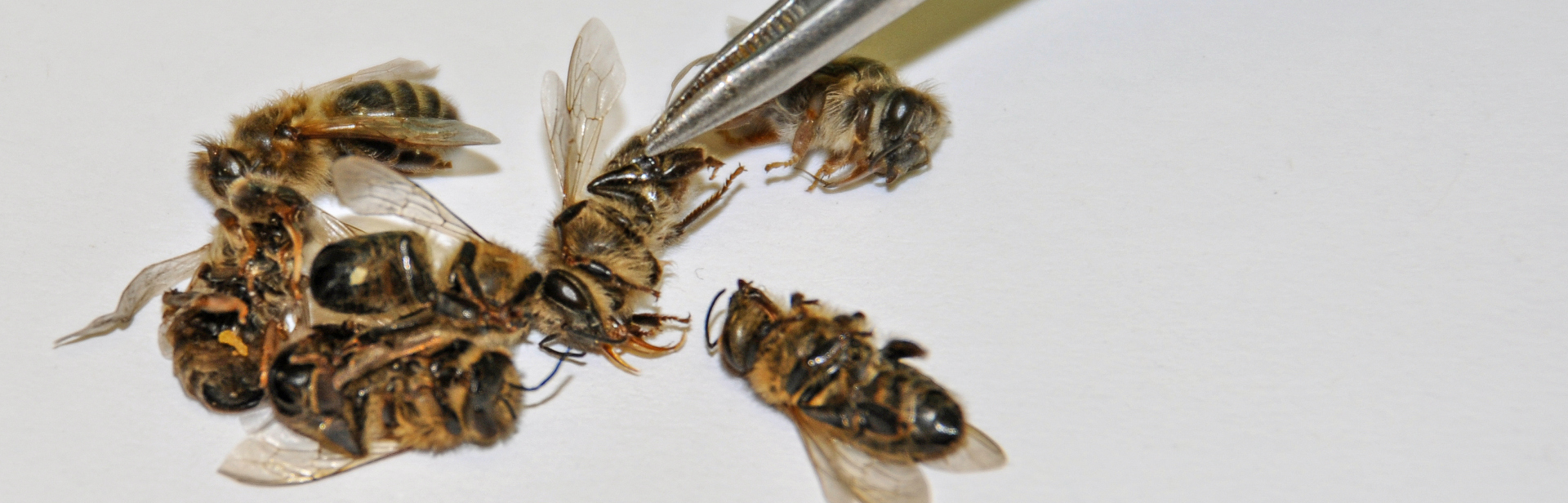 Bienenvergiftungen_Header