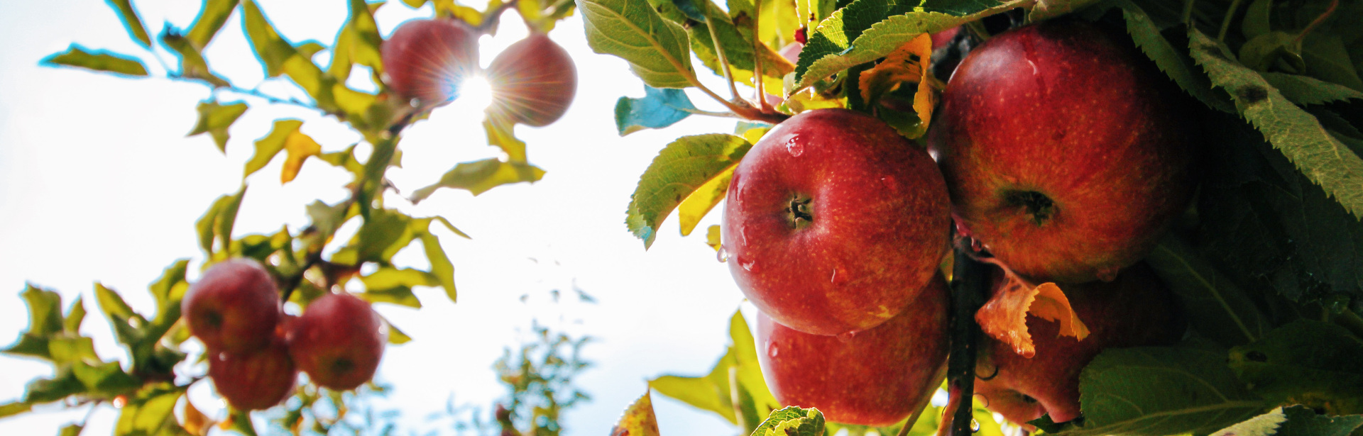 ErnteeinschätzungDigitaleIntelligenz_Header