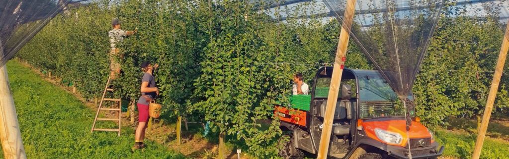 Neue Verfahren zur Zwetschgen-Ausdünnung - Obst+Wein